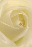 The photograph draws you deep into the gentle heart of a Swiss Cottage rose, where each creamy white petal unfurls with the grace of first light drifting across Primrose Hill. The spiral of layers creates a haven of peace, with whisper-thin petals basking in soft, diffused shadows that lend quiet drama and depth. The mood recalls early morning tranquility along Finchley Road-reassuring, hopeful, and serene. This rose is an emblem of reverence and sincere emotion, ideal for conveying sympathy, admiration, or new chapters. The nearly invisible outermost petals speak of both fragility and resilience, shaped by the careful touch of a seasoned local florist. One can imagine its gentle scent-a fleeting, slightly sweet hint-becoming part of a home's comfort. Whether marking a meaningful event or simply sharing beauty, this meticulously crafted rose is a testament to the artistry and sensitivity found at the heart of Swiss Cottage's floral tradition.